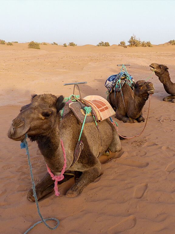 Excursion désert de Merzouga