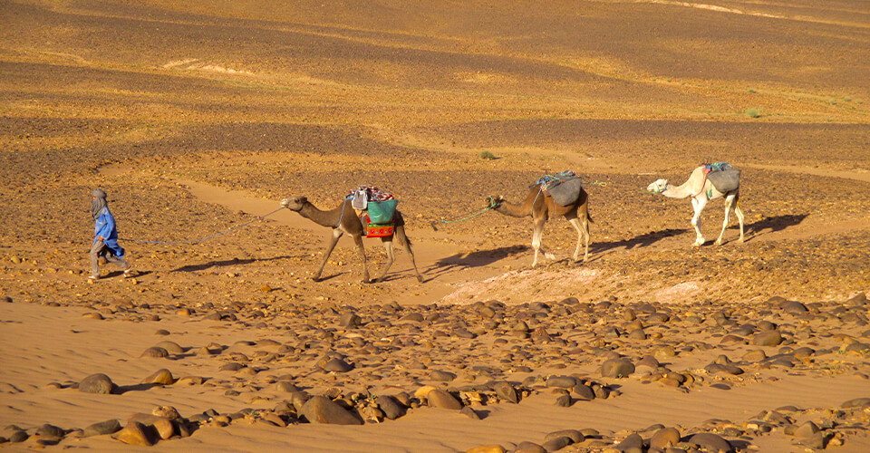 Excursion dans le désert de Zagora