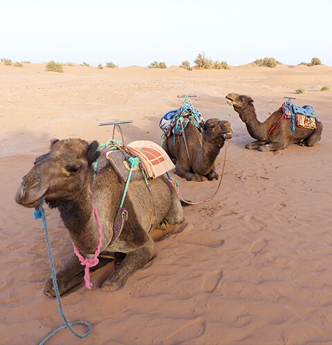 Excursion dans le désert de Zagora